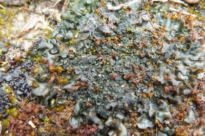 <i>Blennothallia crispa</i>