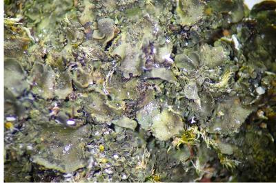 <i>Blennothallia crispa</i>