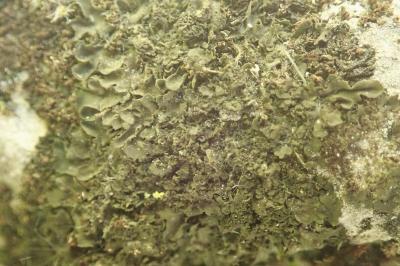 <i>Blennothallia crispa</i>