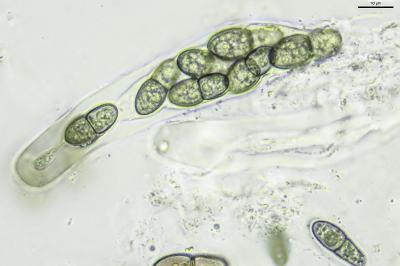 <i>Peridiothelia fuliguncta</i>