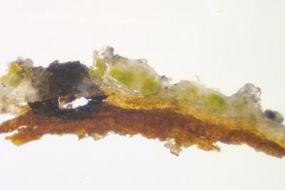 <i>Peridiothelia fuliguncta</i>