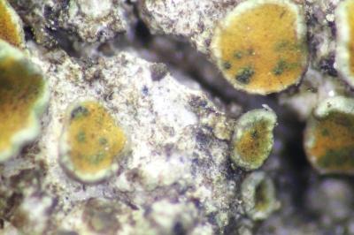 <i>Didymocyrtis consimilis</i>