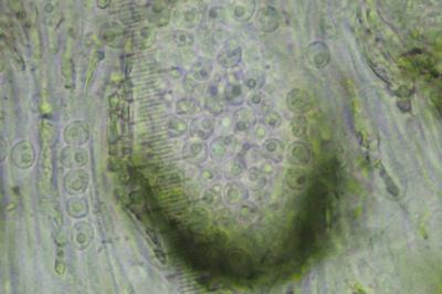 <i>Didymocyrtis consimilis</i>