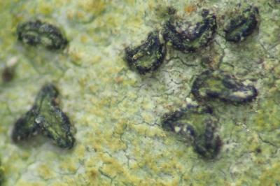 <i>Alyxoria lichenoides</i>