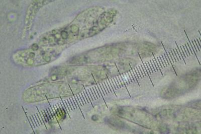 <i>Telogalla olivieri</i>