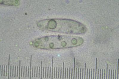 <i>Telogalla olivieri</i>