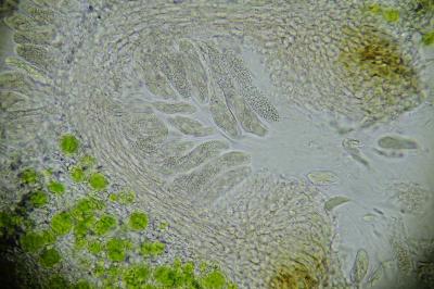 <i>Telogalla olivieri</i>