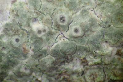 <i>Thelenella modesta</i>