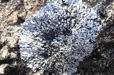 <i>Physcia caesia</i>
