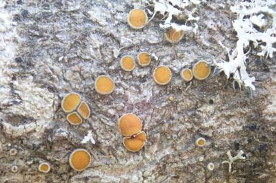 <i>Caloplaca cerina</i>