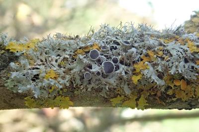 <i>Physcia leptalea</i>