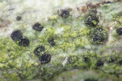 <i>Orcularia insperata</i>