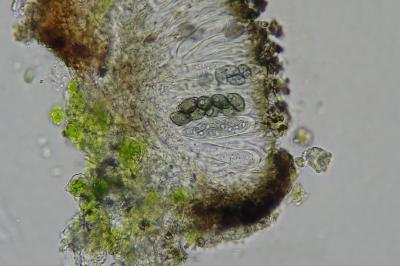 <i>Orcularia insperata</i>