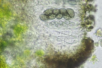 <i>Orcularia insperata</i>