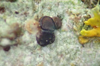 <i>Bacidia laurocerasi</i>