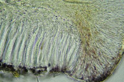 <i>Bacidia laurocerasi</i>