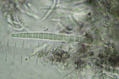<i>Bacidia laurocerasi</i>