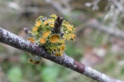 <i>Teloschistes chrysophthalmos</i>