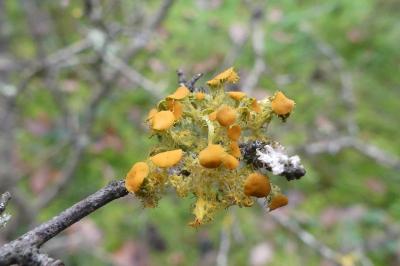 <i>Teloschistes chrysophthalmos</i>