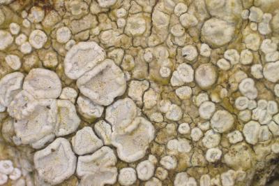 <i>Lecanora albella</i>