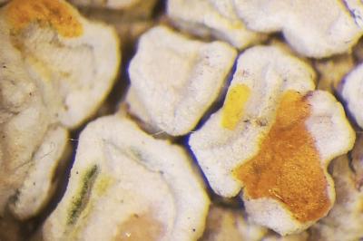<i>Lecanora albella</i>