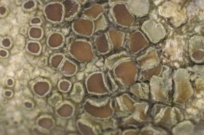 <i>Lecanora hybocarpa</i>