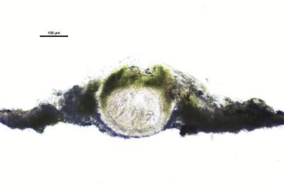 <i>Thelenella modesta</i>