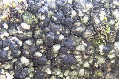 <i>Toniniopsis aromatica</i>