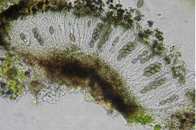<i>Orcularia insperata</i>