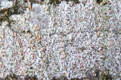 <i>Mycoporum antecellens</i>