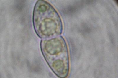<i>Mycoporum antecellens</i>