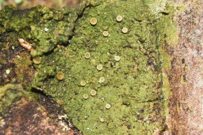 <i>Coenogonium pineti</i>