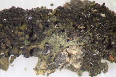<i>Enchylium tenax var. corallinum</i>