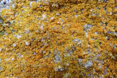 <i>Flavoplaca limonia</i>