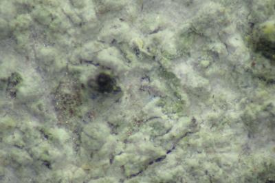 <i>Peridiothelia fuliguncta</i>