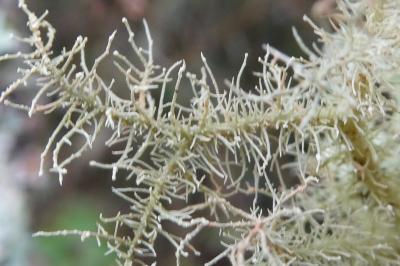 <i>Usnea</i>
