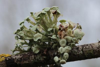 <i>Ramalina fastigiata</i>