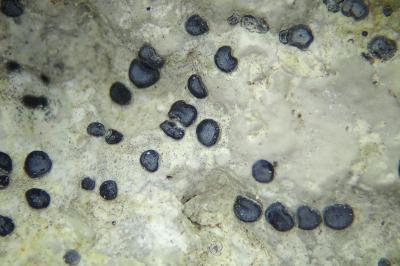 <i>Sarcogyne belarusensis</i>
