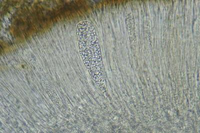 <i>Sarcogyne belarusensis</i>