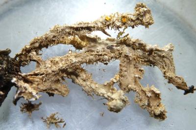 <i>Ramalina farinacea</i>