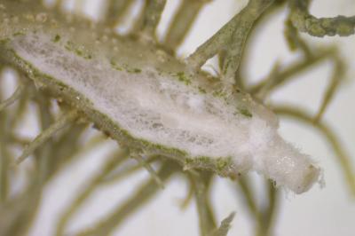 <i>Usnea esperantiana</i>