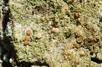 <i>Bacidia rubella</i>