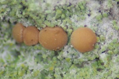 <i>Bacidia rubella</i>