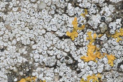 <i>Aspicilia contorta</i>