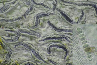 <i>Graphis pulverulenta</i>
