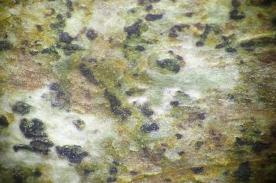 <i>Arthonia didyma</i>