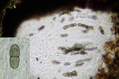 <i>Peridiothelia fuliguncta</i>