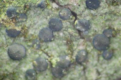 <i>Bacidia friesiana</i>