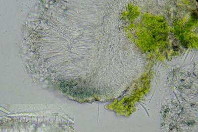 <i>Bacidia friesiana</i>
