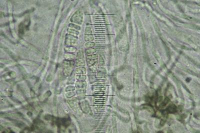 <i>Graphis scripta</i>